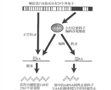 小坡岛科研 国大学者发现癌症形成新机制