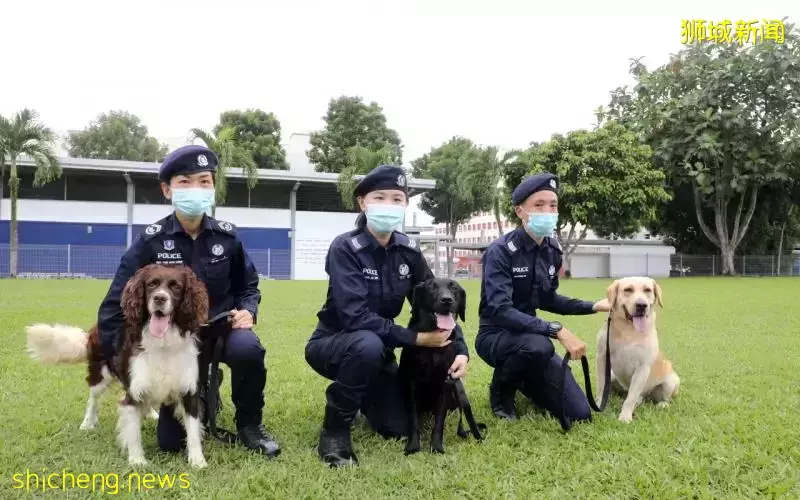 K9警犬每年助警方“破案”百起