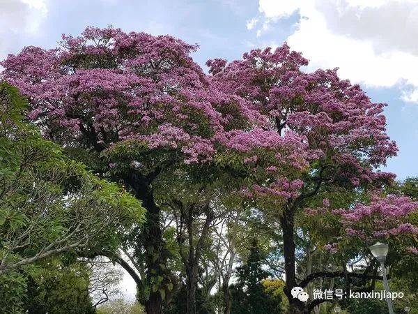 清明踏青，新加坡這些免費賞花地點送你