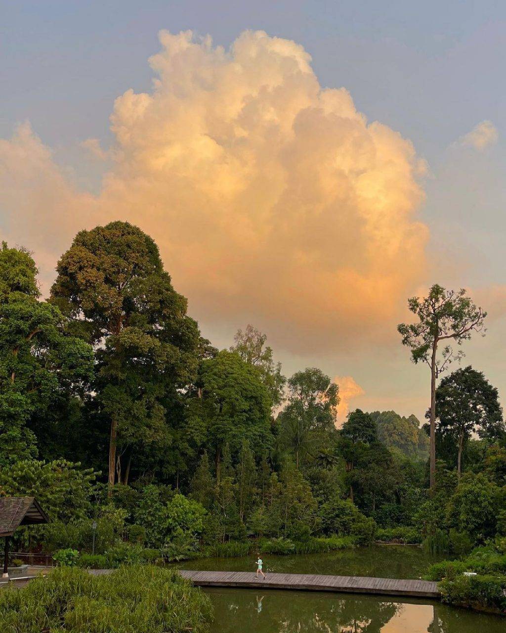 新加坡最美网红树打卡合集🌴壮观古树、根深叶茂，感受大自然的魅力📷 