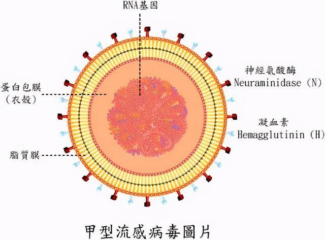 流感新冠双感染毒性强万倍！新加坡卫生部：流感疫苗赶紧打 