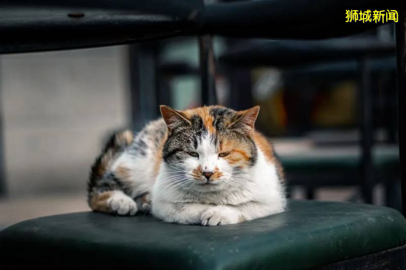 走进新加坡流浪猫的真实生活