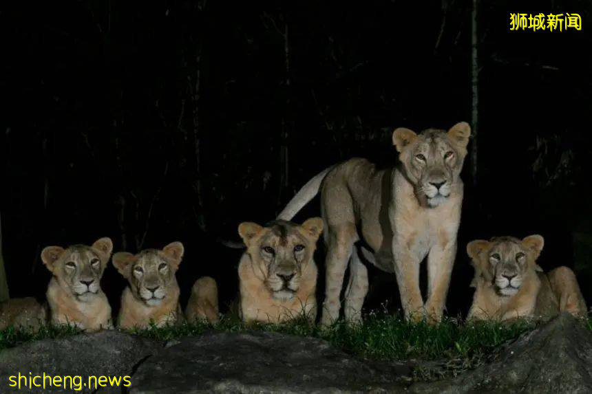 獅子4例！新加坡動物園首次出現“人傳獅”感染