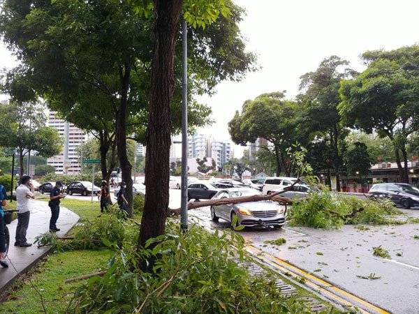 狮城昨午多区水灾  出现巨型积雨云  树倒车抛锚 