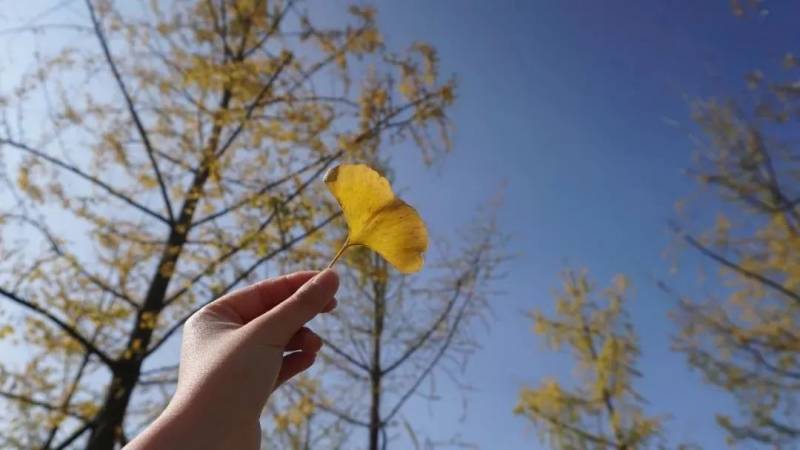 跨国打拼，职场女精英遭遇中年危机！安稳还是拼搏，她如何抉择