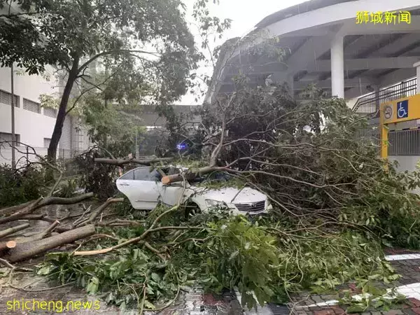 恐怖！暴雨树倒 枝干插车 华男逃死劫