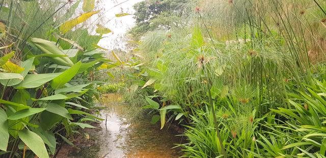 新加坡旅行体验官游记，穿越海军部公园：残疾人秋千和小雨林