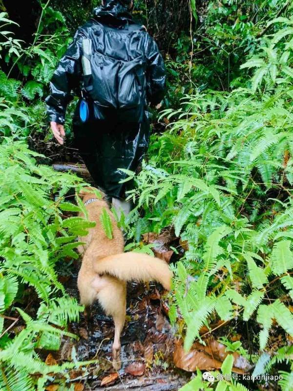 勇闯麦里芝被遗忘的神社，狂风暴雨下惊险求生