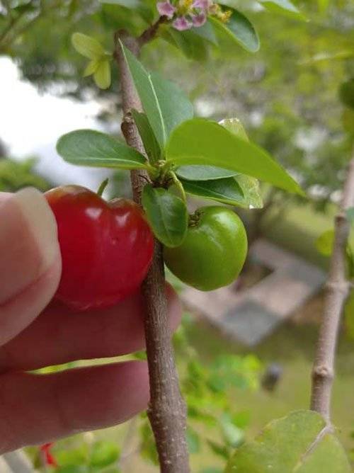 狮城大叔爱心栽种  “小苹果”终结果