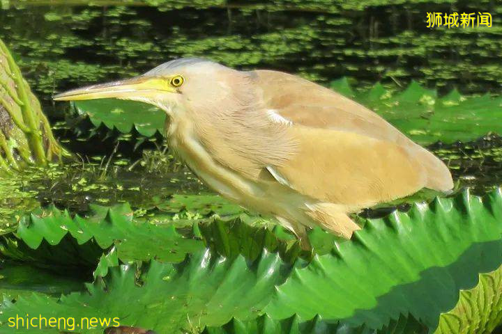 周末帶娃去徒步！10米高木塔、農場、木棧道，湖天一色好美