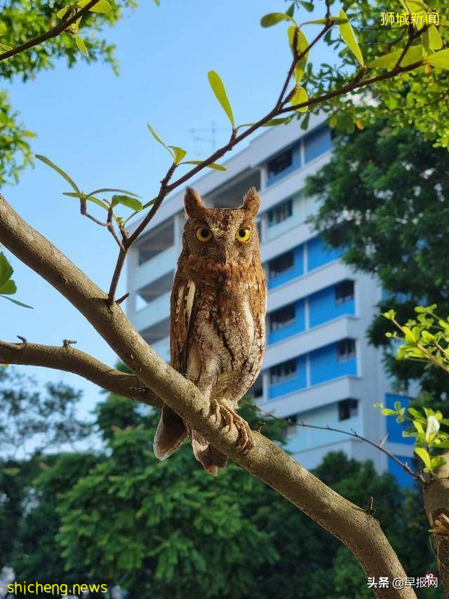 罕见猫头鹰红角鸮在新加坡引围观