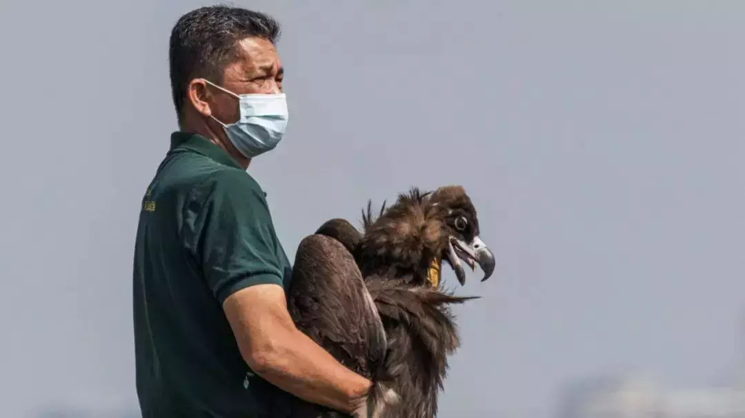 首飞飞不起，二飞仅飞50米，三飞被乌鸦群起攻击……秃鹫不怕，突破困难回家了