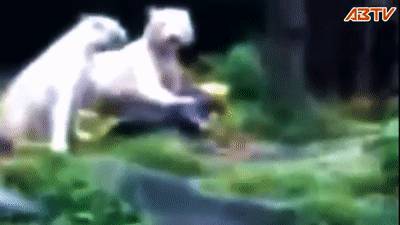 殘忍！上海動物園熊吃人，親眼目睹！新加坡也發生過類似案件！印度最慘