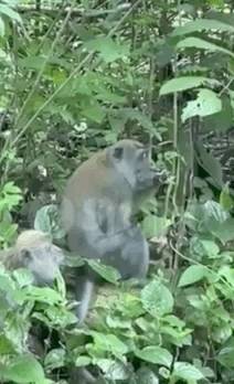 震惊！新加坡猴子生吃活鸡！它们还会偷包、偷手机、偷面包