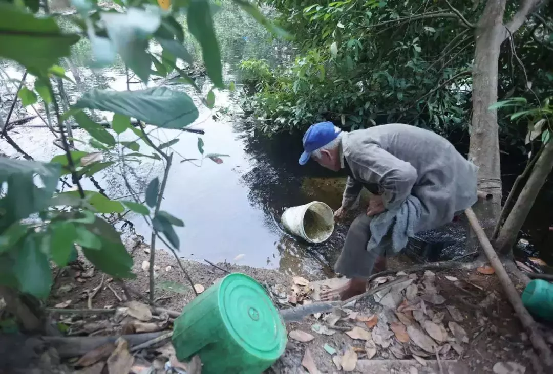 新加坡79歲老人獨自住樹林30年，非法賣菜遭取締只指望