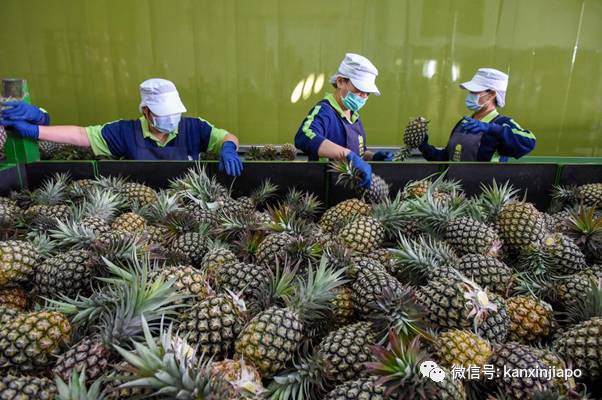 46000吨台湾凤梨被中国大陆拒之门外！其中25吨下周运抵新加坡