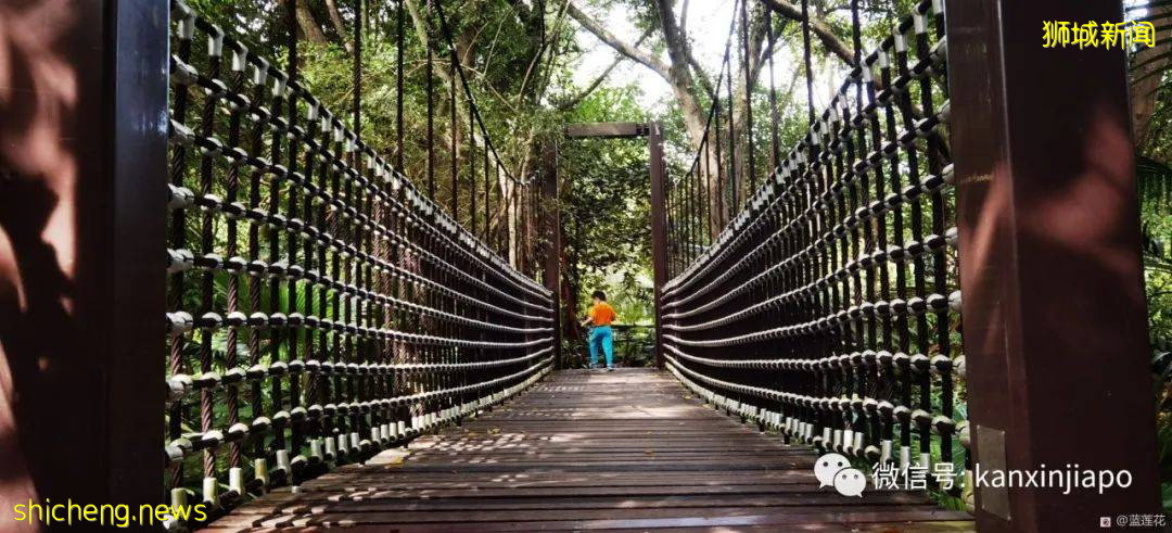 解锁新加坡遛娃宝藏地：世界遗产植物园之儿童乐园