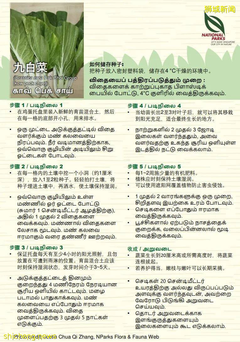 新加坡公園局又派發種子啦！已開放申請！還有教程教你怎麽種