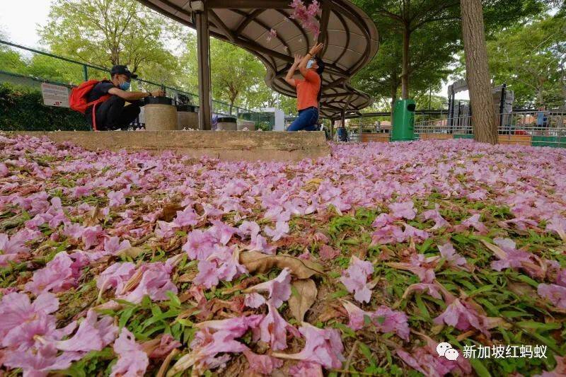 抓住花季的小尾巴　红蚂蚁带你去赏新加坡“樱花”