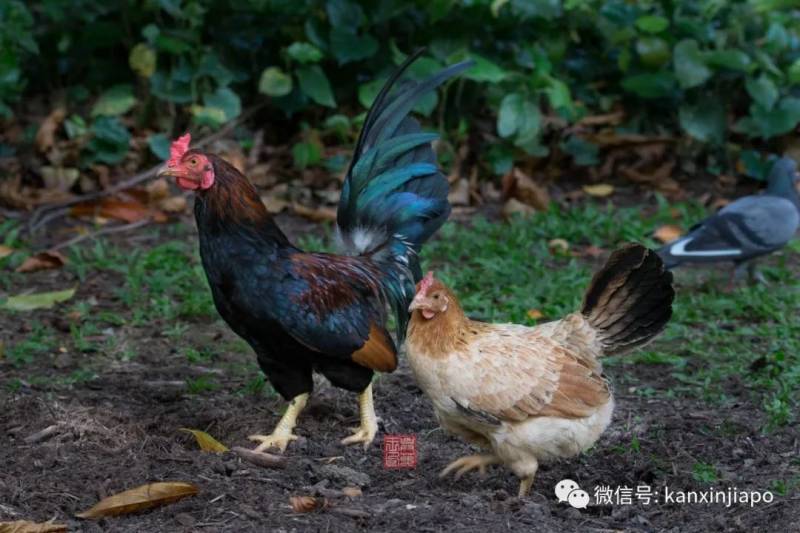 被部长点名的新加坡野鸡，居然是8000岁的祖宗