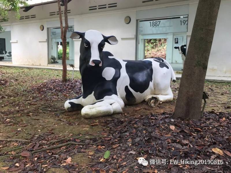 卡迪至山景（丛林探索之旅）