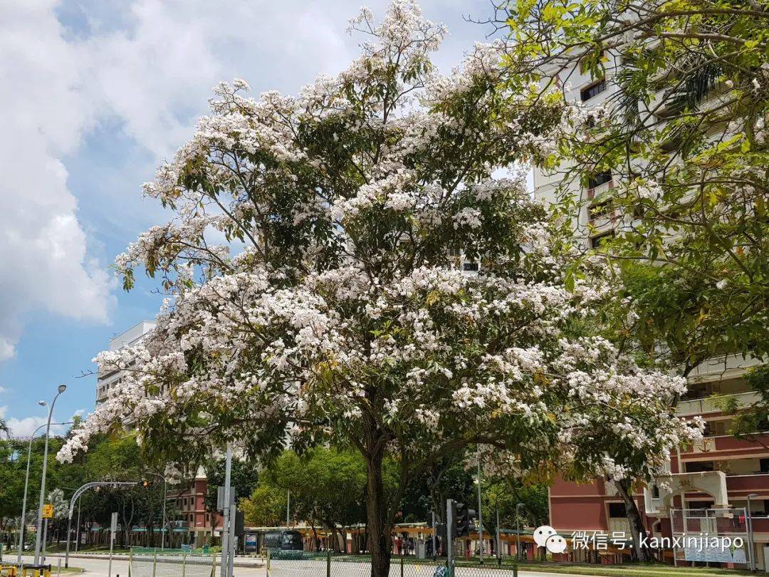 清明踏青，新加坡這些免費賞花地點送你