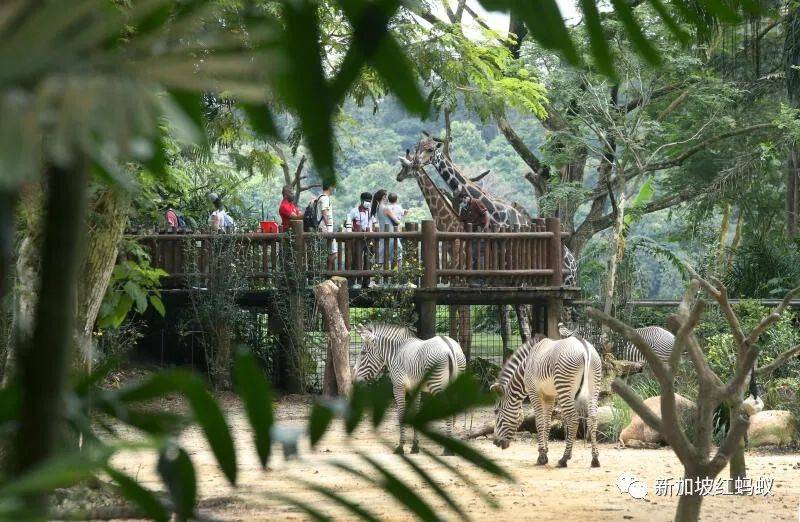 新加坡政府发钱给你旅游还嫌麻烦？　不如捐出去助弱势群体圆梦