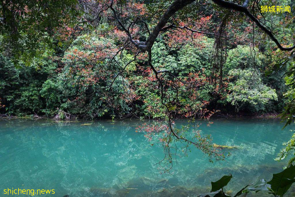 新加坡超火徒步路線！樹梢吊橋、水映花樹、長尾猴、松鼠、巨蜥，太美了