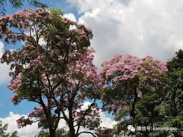 清明踏青，新加坡這些免費賞花地點送你