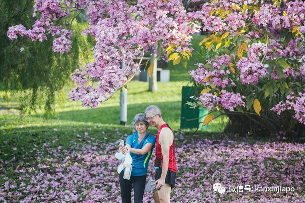 清明踏青，新加坡這些免費賞花地點送你