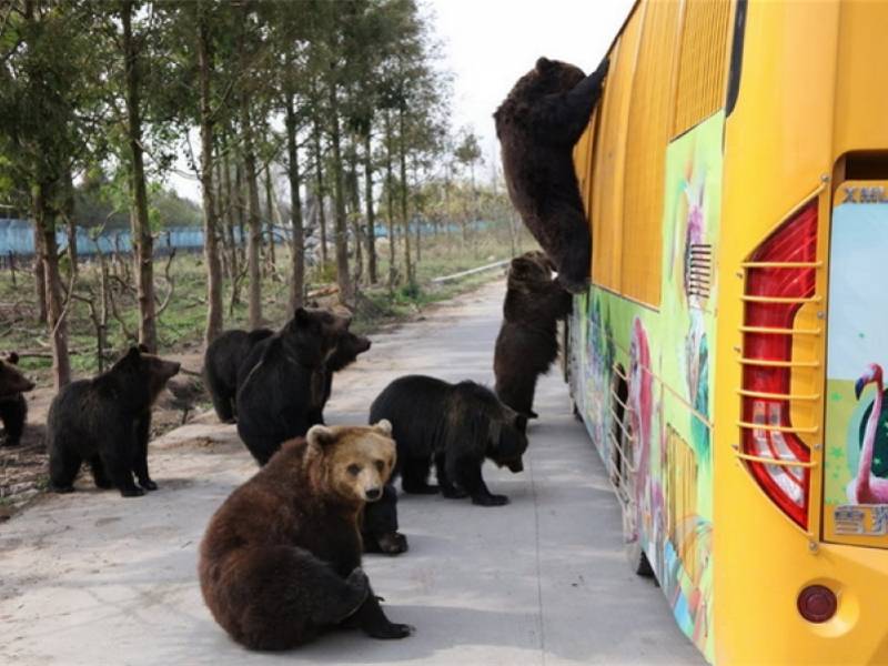 殘忍！上海動物園熊吃人，親眼目睹！新加坡也發生過類似案件！印度最慘