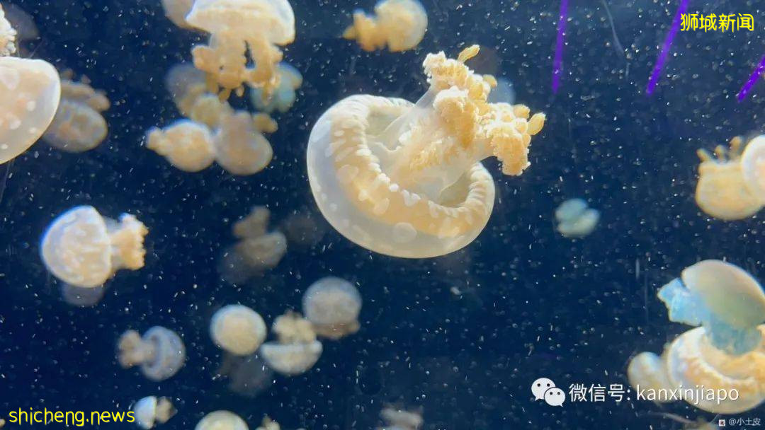 亞洲最大的海洋館，原來在新加坡