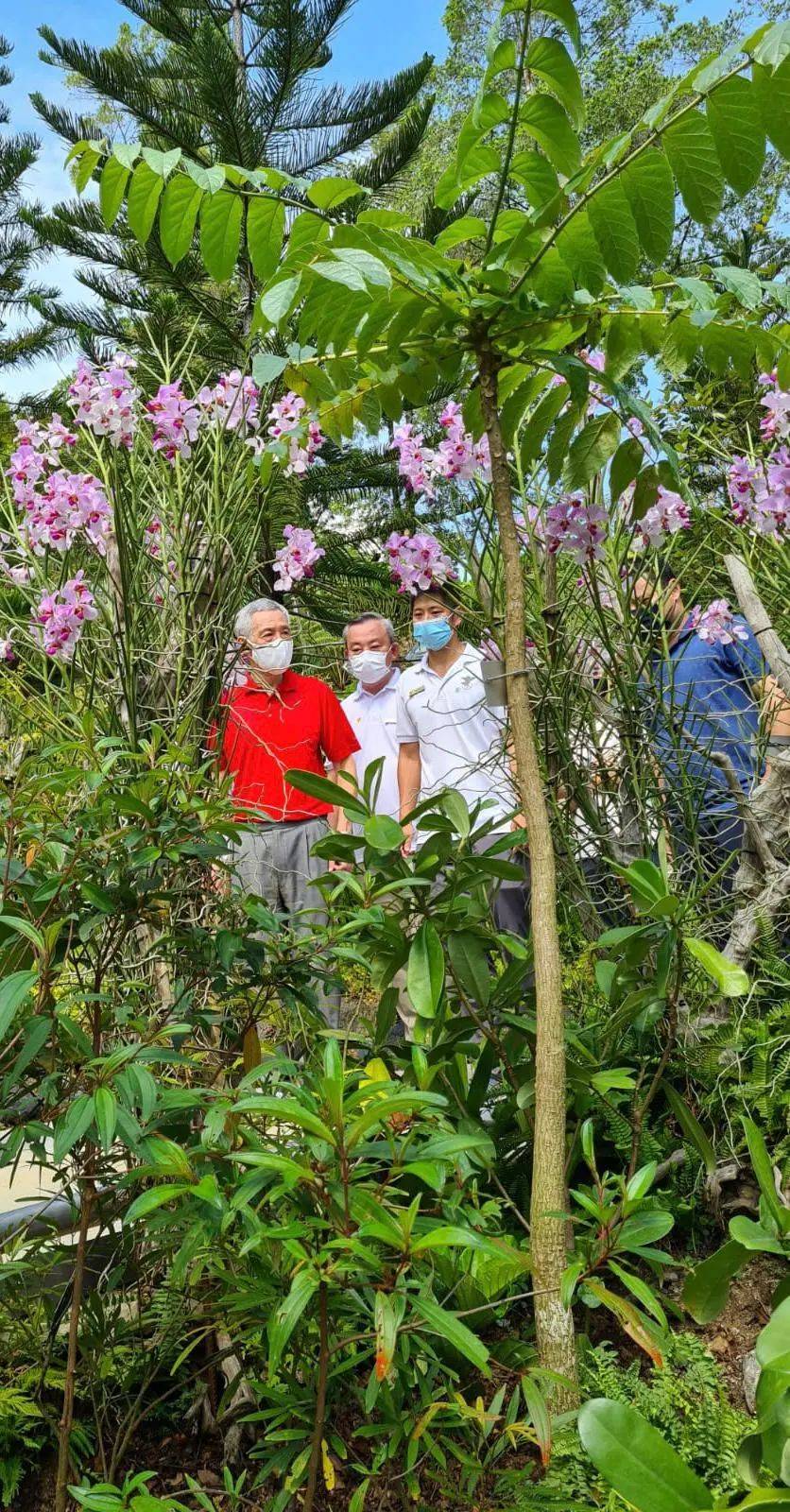 新加坡热带高山胡姬展览馆开幕；国家胡姬花园将免费开放至4月11日