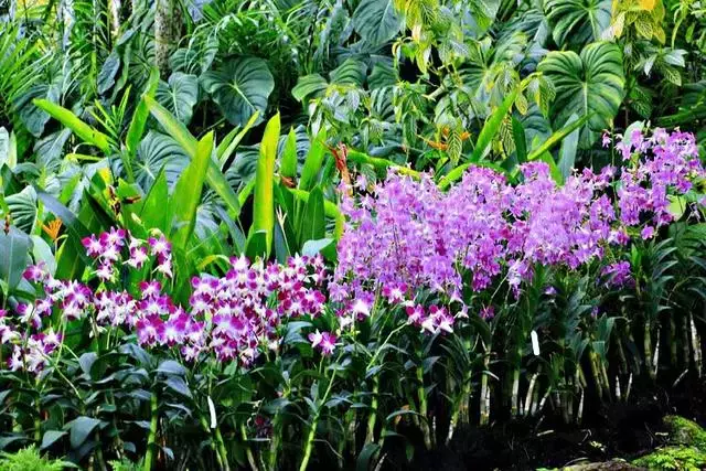 胡姬花～新加坡國花