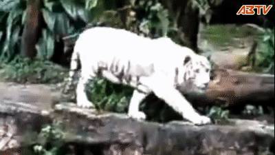 殘忍！上海動物園熊吃人，親眼目睹！新加坡也發生過類似案件！印度最慘