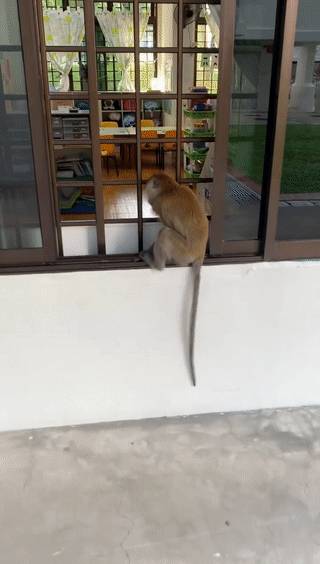 猴子“轉頭咧嘴對我微笑”，它想當新加坡幼兒園學生