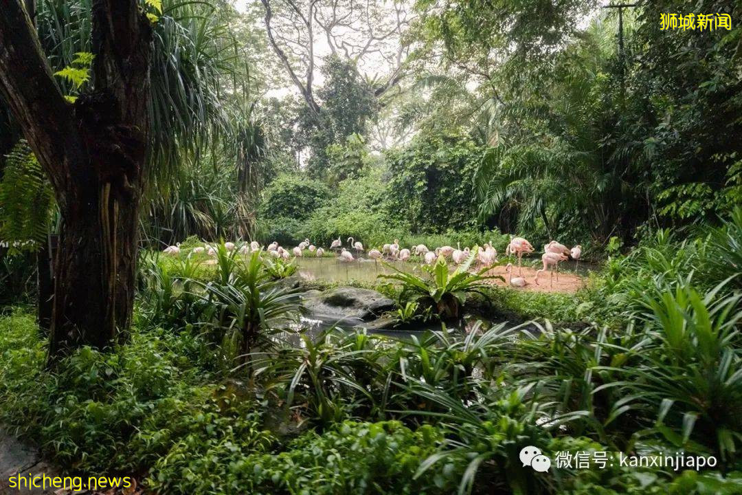 小米新加坡牵手Night Safari动物园网红大象，温情满满