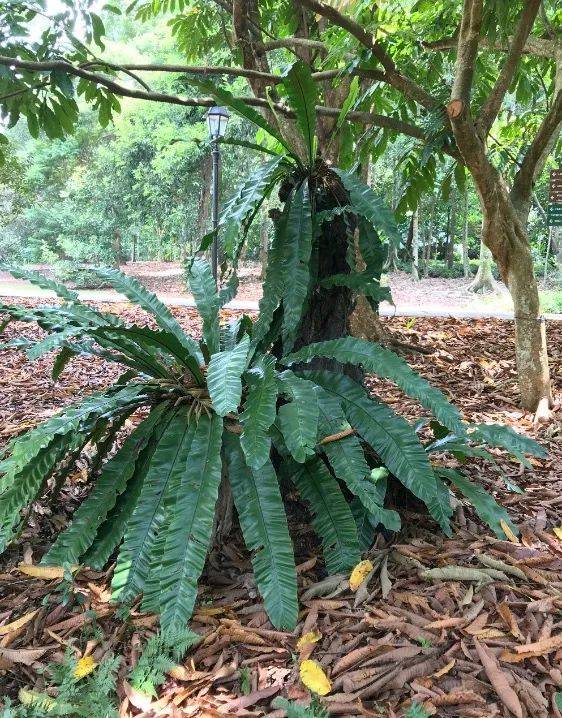 新加坡十大常见植物，请查收