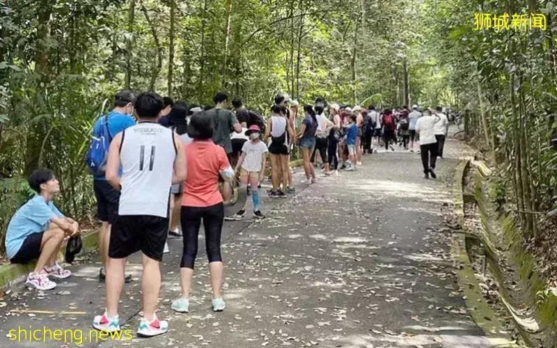 虎年大家去踩青 树梢吊桥人龙百米