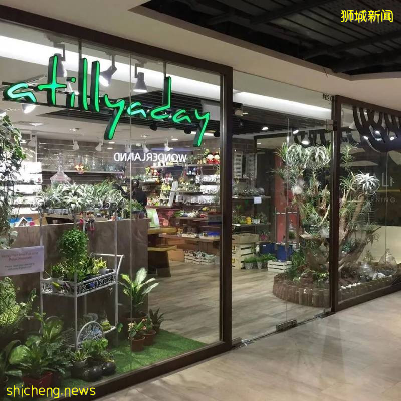 小清新的狮城绿植店，让你在家拥有一片自己的小森林