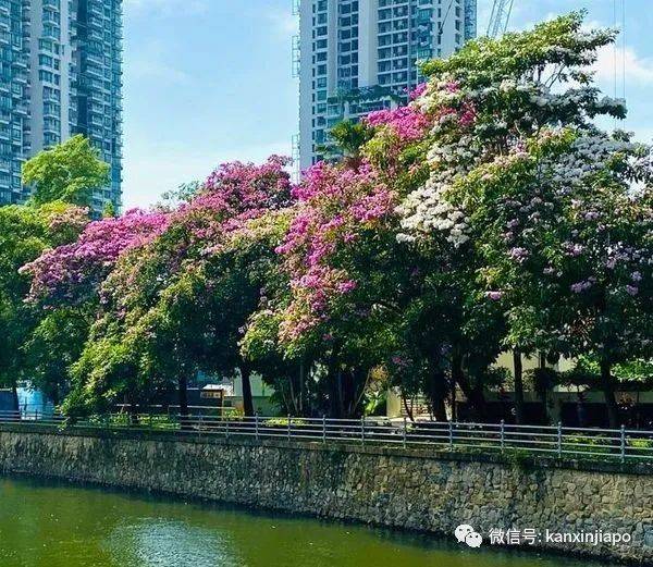 清明踏青，新加坡這些免費賞花地點送你