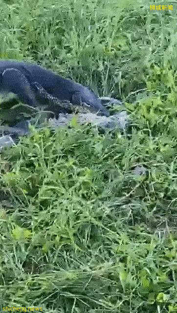 新加坡公园惊现三只大蜥蜴撕咬蟒蛇！“这是侏罗纪公园吧？”