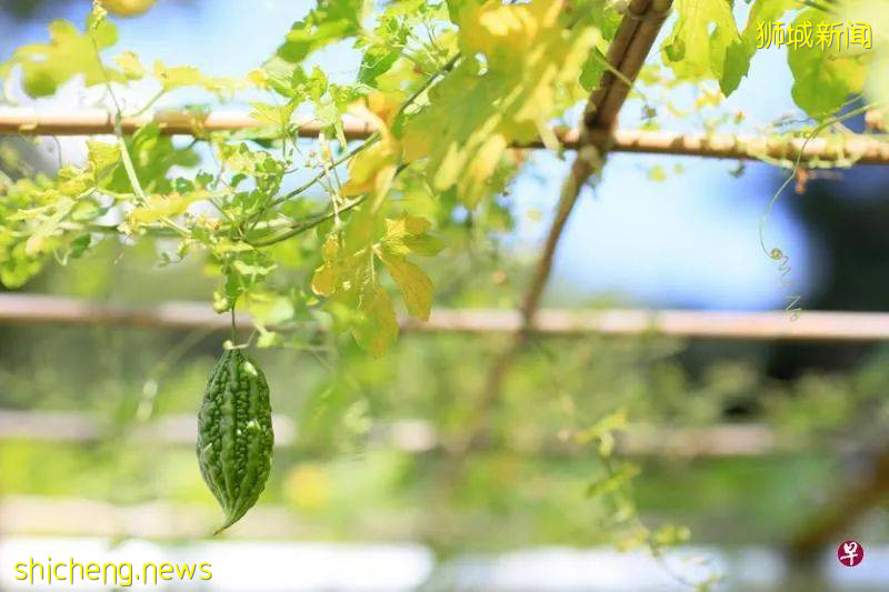 住家后院开田垦地种菜乐 狮城城市农夫自己栽种蔬果自己吃