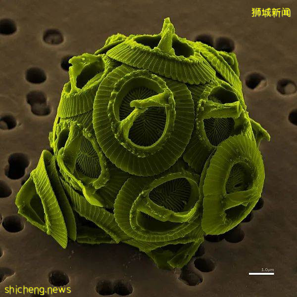 藻类也能发电？NTU 科学家最新研究