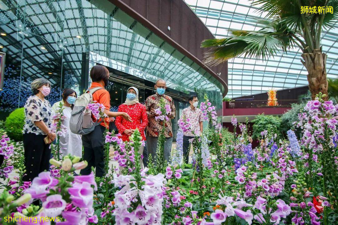 滨海湾花园云雾林推出兰花仙境，上千胡姬花绽放缤纷异彩，展现新加坡抗疫信心