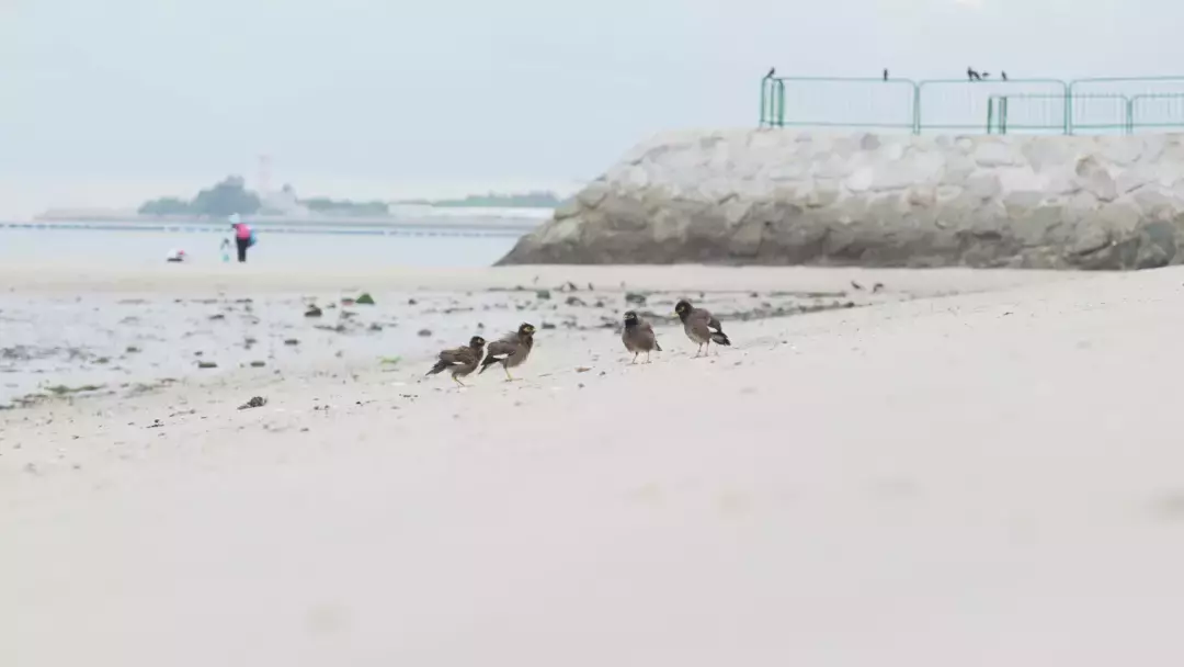 去趕海啦！新加坡海灘竟然也有寄居蟹、花蟹、龍蝦、海星