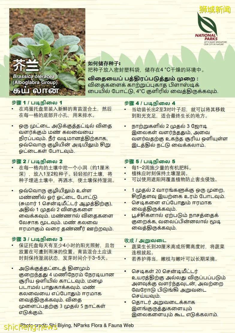 新加坡公園局又派發種子啦！已開放申請！還有教程教你怎麽種