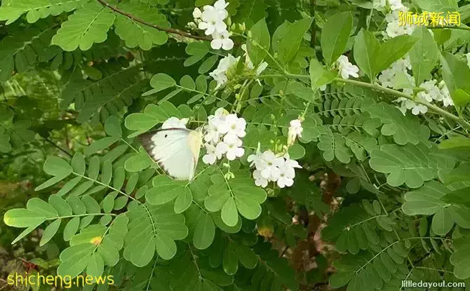 免费！新加坡最适合娃的公园，蝴蝶迷宫、沙滩小湾、瀑布、滑梯秋千