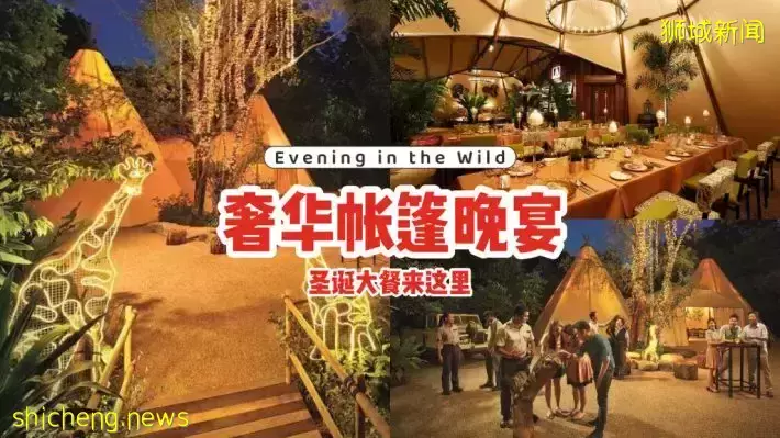 圣诞大餐来这里！夜间动物园Evening in the Wild✨奢华帐篷晚宴，还能和小动物合照📷