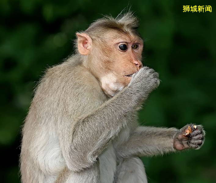 我要報警！新加坡的野猴沖進超市搶面包，驚呆路人